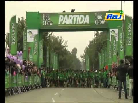 Dog Race in Peru