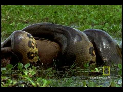 Best '08! Anaconda Hunts
