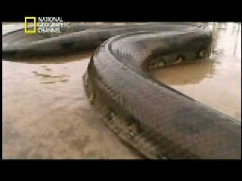 La Anaconda vs El caiman.