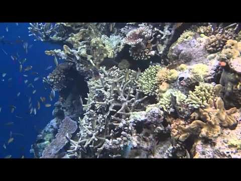 Snorkelling Coral Gardens in Papua New Guinea