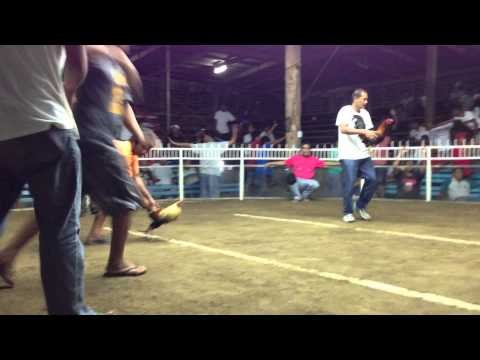 Cock Fighting - Philippines  2013