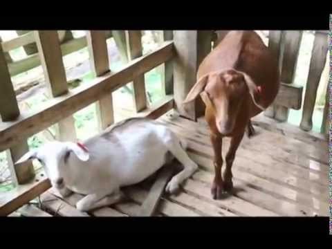 Daan sa Aming Pangarap Halal Goat Raising sa ARMM