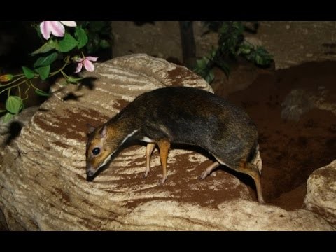 Balabac kantjil / Philippine mouse-deer ZOO Antwerpen