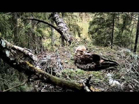Estonian Poland,lesser spotted eagles,Tuuli & Remo