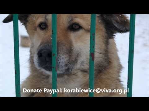 The Dogs of Korabiewicach Animal Sanctuary Viva! Poland