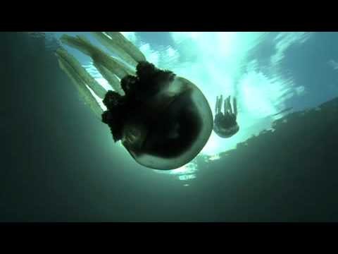 The Coolest Stuff on the Planet - Deep Blue Palau