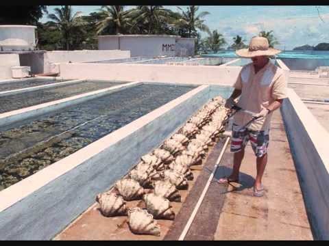 Watson Clam Farm (Palau)