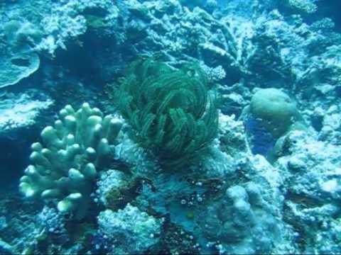 Palau Diving 2012