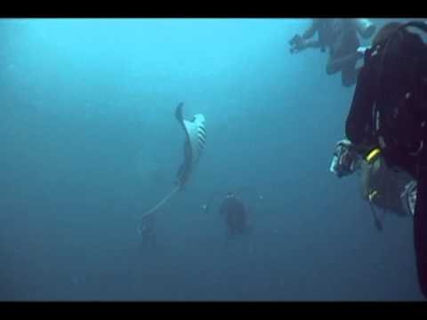 Manta Rays - MSD Dive Palau 2008