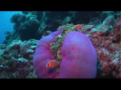 MSD Dive Palau 2008 - Intro