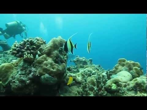 Diving Palau - November 2012