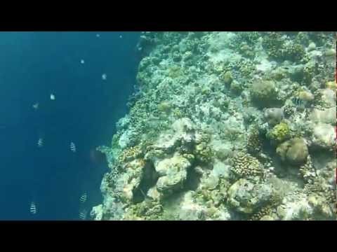 Palau Snorkeling 2012 (GoPro)