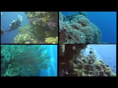 Palau Impressionen auf der Palau Aggressor