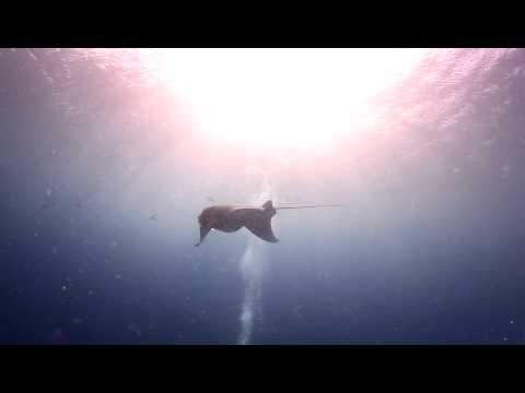 Palau Diving - Manta Rays