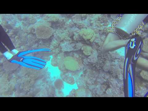 Palau Diving - Day 1