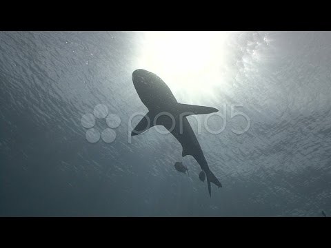 Shark Silhouetted By Sun. Stock Footage