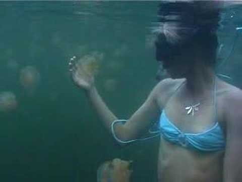 Palau - Jellyfish Lake and Mermaid - underwater australasia