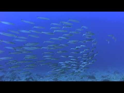 Barracudas Schooling Palau 2014
