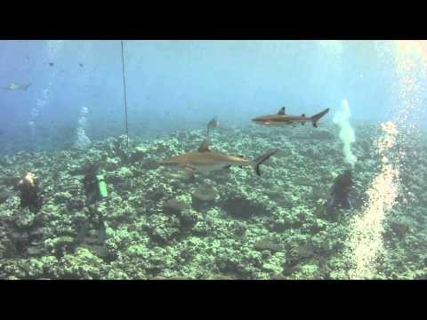 Palau Sharks 2014