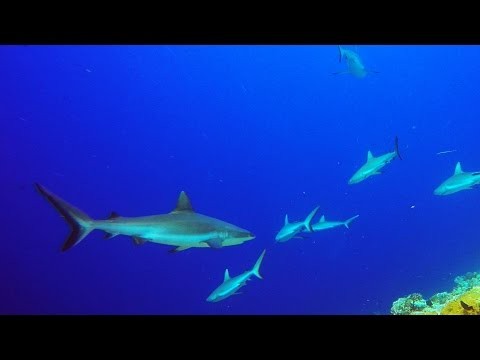 Scuba Diving in Palau