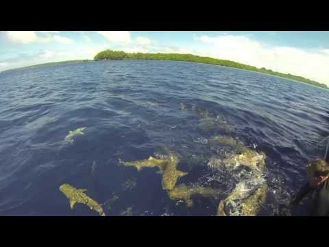 Scuba Diving in Palau