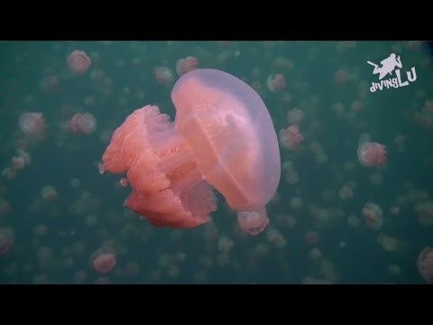 divingLu: Palau - Rock Islands - Jellyfish Lake