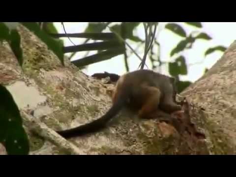 New Species of Animal Discovery full documentary
