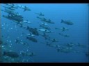 Diving in Palau [HD 3D]