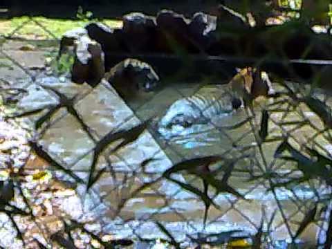 Tigres Zoologico Asuncion-Paraguay