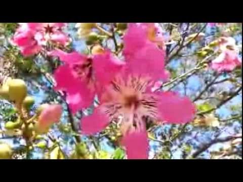 Silk Floss tree - Ceiba speciosa  - palo borracho - drunken stick - Chorisi