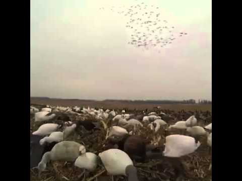 The Clever Way To Hunt Birds Very Funny Video