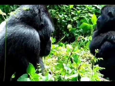 AdventureWomen's Uganda/Rwanda Gorilla Safari 2012.wmv
