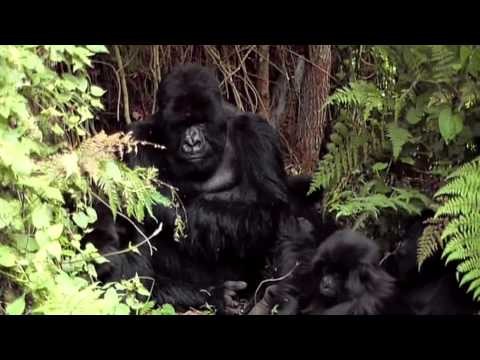 Gorilla Trekking