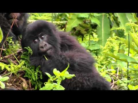 TheDreamOf5WildEncounters - Mountain Gorillas