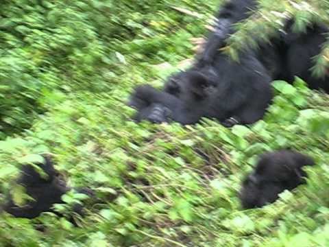 Rwanda - Trekking in the Virungas National Park