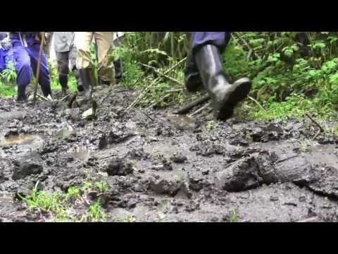 Mountain Gorillas in Rwanda (Full Nature Documentary)
