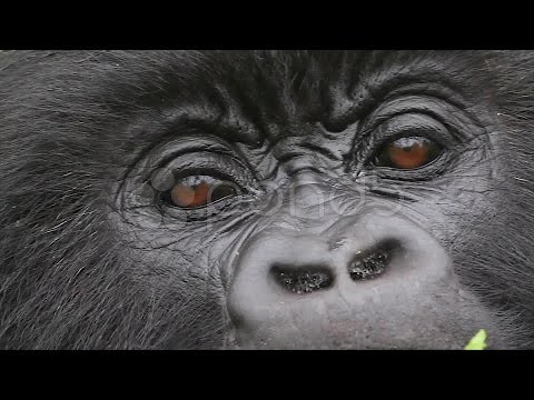Closeup Of Wild Mountain Gorilla In The Virunga Mountains