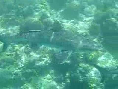 Reef Sharks Charaboana passage II, shallow water