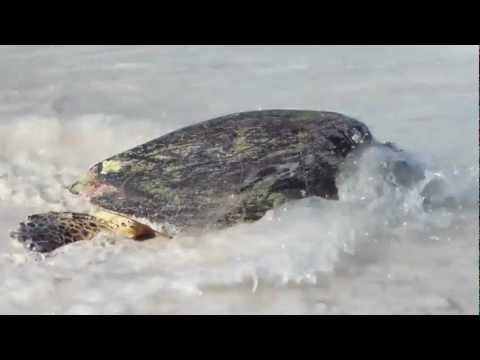 Hawksbill Sea Turtle heads back to the sea. Seychelles