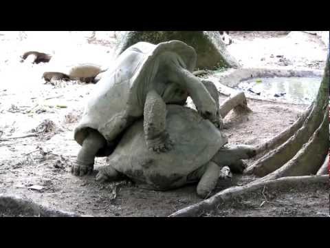Relaxing Tortoises