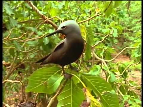 Seychelles Jewels Of A Lost Continent full doc