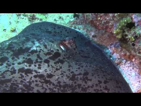 Diving Seychelles Rays...rays...rays may 2013