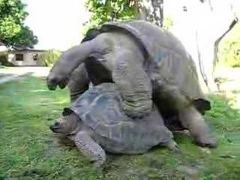 Giant Tortoises having fun