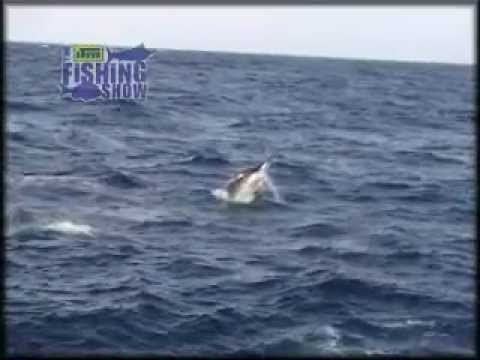 GIANT BLACK MARLIN ATTACKED BY MONSTER SHARKS