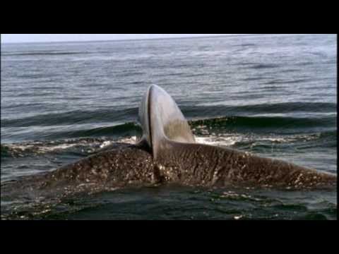 La ballena azul: el animal mÃ¡s grande que jamÃ¡s ha existido