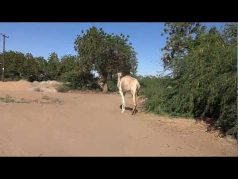 Sudan: Camel in Kamari ã‚¹ãƒ¼ãƒ€ãƒ³: ãƒ©ã‚¯ãƒ€