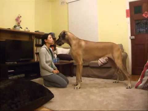 Girl gets humped by dog !