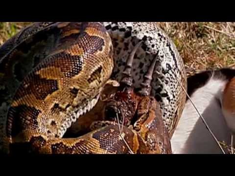 Deadly African Rock Python can swallow a fully grown man whole