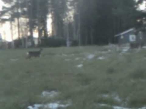Roe deers at SunnanÃ¶ close to TorsÃ¥ng and BorlÃ¤nge in Dalarna in Sweden