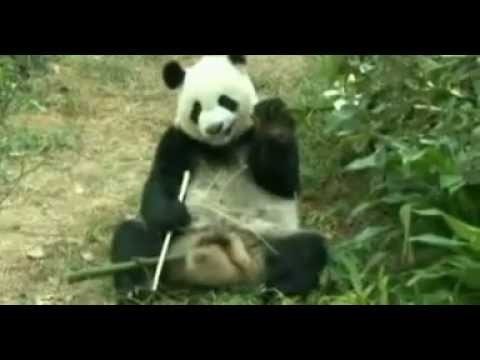 Singapore pandas get $7m new home